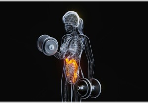 Βακτήριο του εντέρου ενισχύει τη μυϊκή δύναμη, χωρίς άσκηση!