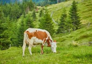 Ελβετία: Μυστηριώδης ασθένεια πλήττει τις αγελάδες γαλακτοπαραγωγής