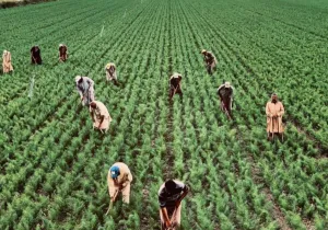 Άνοιξε η πλατφόρμα για ενισχύσεις de minimis ύψους 24,6 εκατ. ευρώ σε παραγωγούς