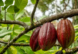 cacao