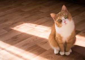 gata