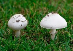 manitaria