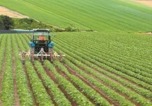 agrotes