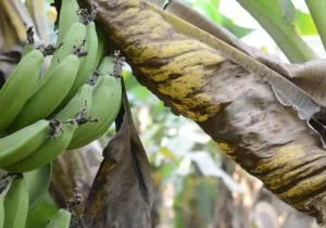 banana