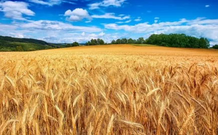 Κίνα: Ρεκόρ κατέγραψε η φετινή καλοκαιρινή παραγωγή δημητριακών