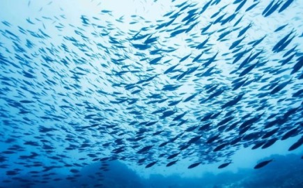 Μειώθηκε πάνω από 10% η παραγωγή του 2024 στις υδατοκαλλιέργειες