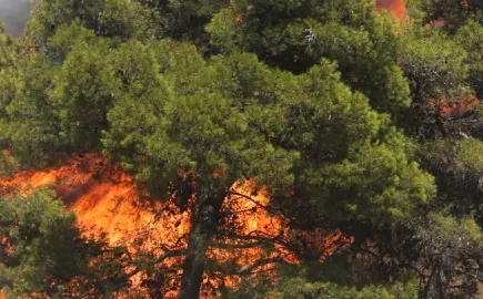 Πλήγμα στην πράσινη Κασσάνδρα η πυρκαγιά σε Σίβηρη και Φούρκα