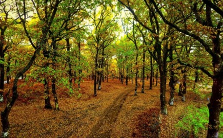 ΥΠΕΝ: Προσλήψεις 176 δασοπόνων και 105 δασολόγων σε όλη την Ελλάδα