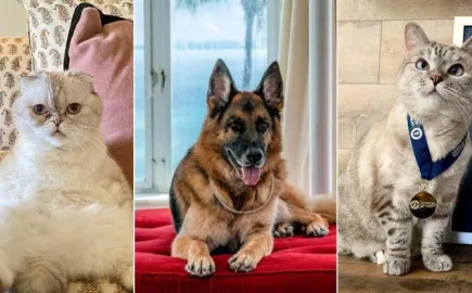 Άνοδος του pet sitting στην Ελλάδα