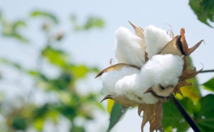 Η Ελλάδα πρωταθλήτρια στο ευρωπαϊκό βαμβάκι