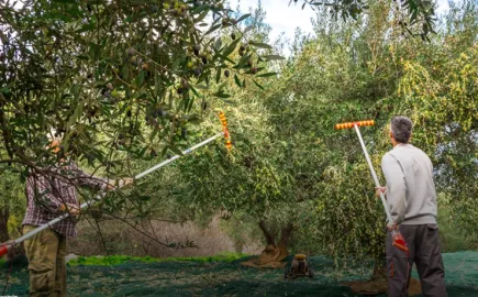 ΚΥΑ για επίλυση εκκρεμοτήτων στις ενισχύσεις των Ελαιουργικών Φορέων