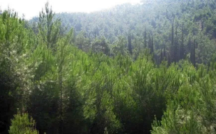 Χαλκιδική: Απαγόρευση κυκλοφορίας σε δασικές περιοχές των δήμων Κασσάνδρας, Σιθωνίας και Αριστοτέλη
