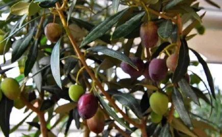 ΔΟΕΠΕΛ: Η παραγωγή επιτραπέζιας ελιάς αναμένεται να καλύψει τις ανάγκες της χώρας