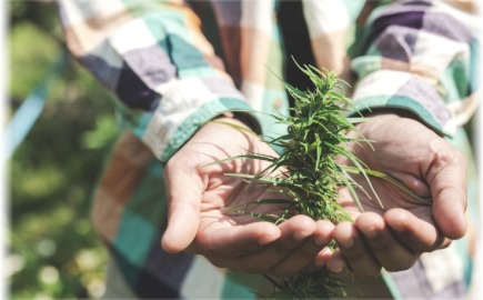 Ο Τραμπ θα αποχαρακτηρίσει την κάνναβη – Ράλι στις μετοχές του κλάδου