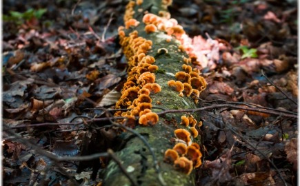 Ούτε φυτά, ούτε ζώα: Η πρώτη σύνθετη ζωή ήταν οι μύκητες
