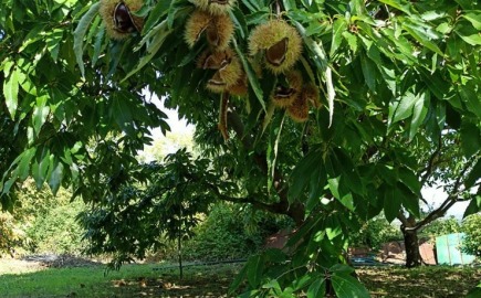 Κιλκίς: Στην τελική ευθεία για ΠΟΠ ή ΠΓΕ το Κάστανο Πάικου
