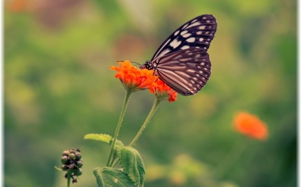 Το βαθύ «μάθημα ζωής» πίσω από τη Θεωρία του Χάους