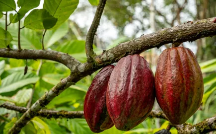 cacao