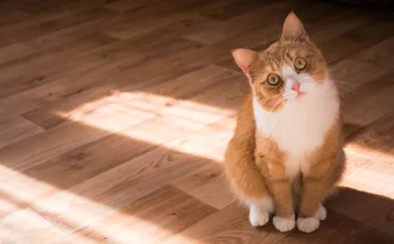 gata