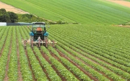 agrotes