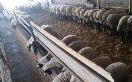 Πάνω από 423 χιλιάδες ζώα έχουν θανατωθεί λόγω ευλογιάς των αιγοπροβάτων