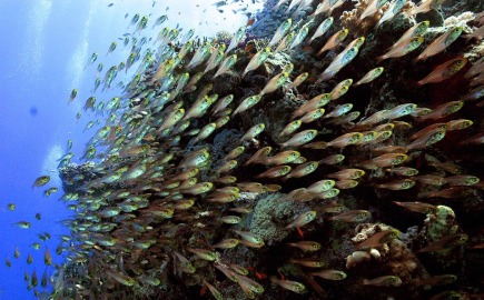 ΥΠΑΑΤ: Ξεκινά πρόγραμμα €26 εκατ. για μεταποίηση προϊόντων αλιείας & υδατοκαλλιέργειας