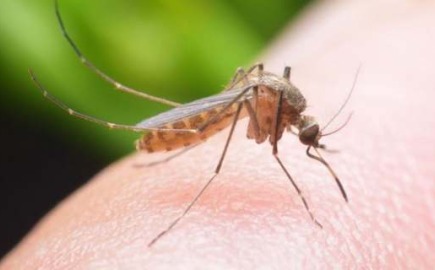 ΠΟΥ: Κίνδυνος αναζωπύρωσης της ελονοσίας λόγω μειώσεων χρηματοδότησης