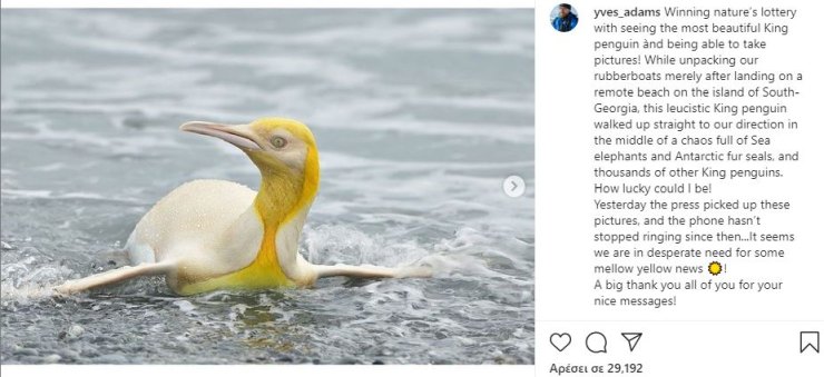 Yves Adams Κίτρινος Πιγκουίνος (Instagram)